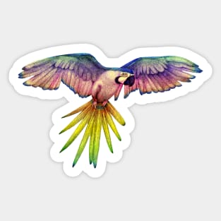 Rainbow Macaw in Flight Sticker